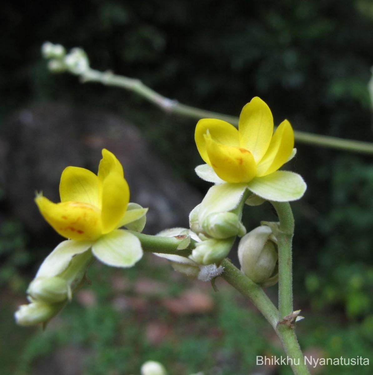 Schumacheria castaneifolia Vahl